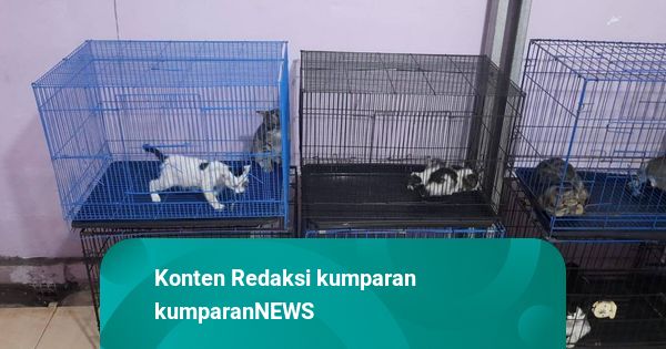 Faktafakta Rumah Singgah Kucing Clow Dibakar Pelaku Ditangkap 4
